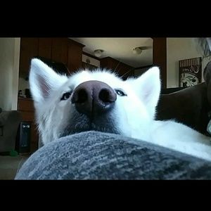 Meet your Posher, Abi